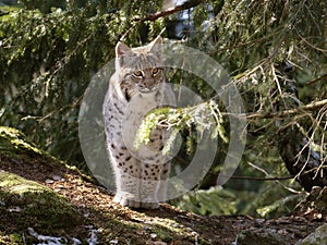 European lynx