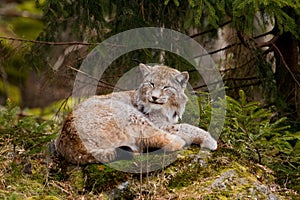 European Lynx