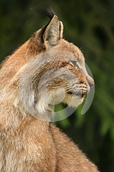 European lynx