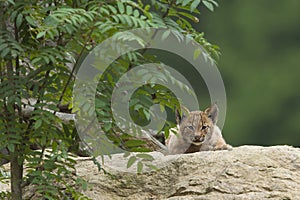 European Lynx cub