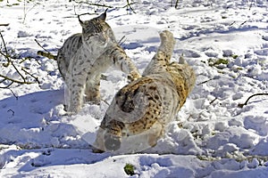 European Lynx or Eurasian Lynx, felis lynx, Adults fighting on Snow
