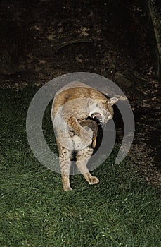 EUROPEAN LYNX felis lynx, ADULTE KILLING AN EUROPEAN RABBIT photo