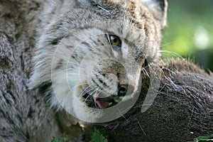 EUROPEAN LYNX felis lynx, ADULTE WITH A ROE DEER KILL