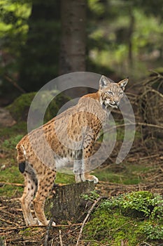 European Lynx