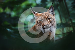 European lynx (Lynx lynx) portrait in the forest