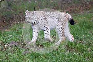 European Lynx