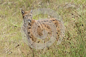 European Lynx photo