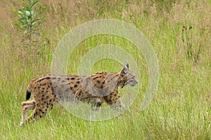 European Lynx