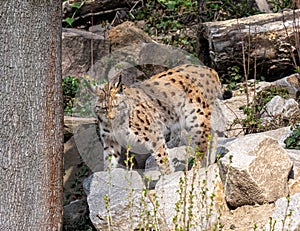 European lynx watches prey; lynx lynx. Karlsruhe, Germany, Europe