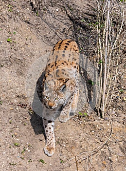 European lynx watches prey; lynx lynx. Karlsruhe, Germany, Europe