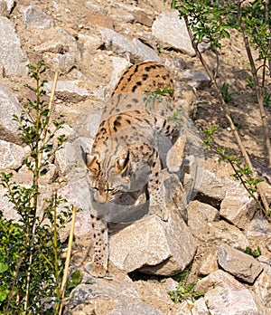 European lynx watches prey; lynx lynx. Karlsruhe, Germany, Europe
