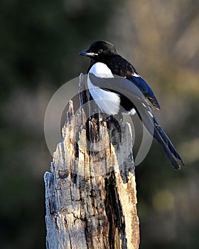 European magpie in black and white