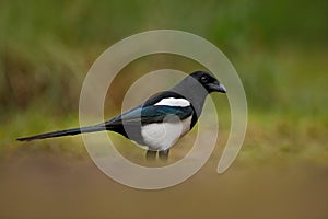 European Magpie or Common Magpie, Pica pica, black and white bird with long tail, in the nature habitat, clear background, Germany
