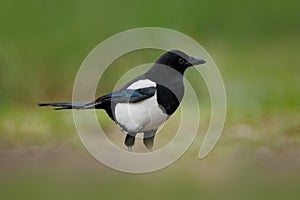 European Magpie or Common Magpie, Pica pica, black and white bird with long tail, in the nature habitat, clear background, Germany