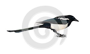 European magpie, isolated on white