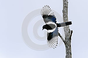 European magpie, pica pica