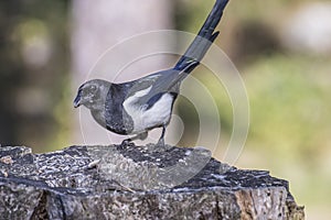 European Magpie (Pica pica)