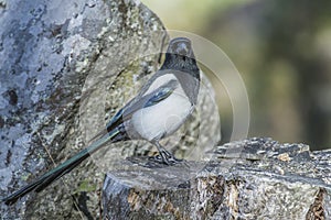 European Magpie (Pica pica)