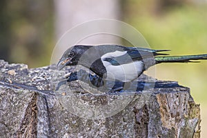 European Magpie (Pica pica)