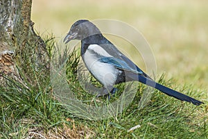 European Magpie (Pica pica)