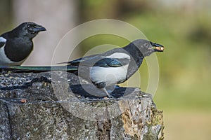 European Magpie (Pica pica)