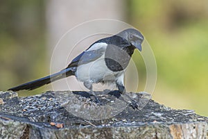 European Magpie (Pica pica)