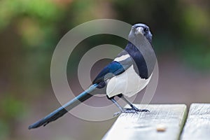 European Magpie (pica pica)