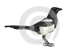 European Magpie, Pica pica, Isolated on whte