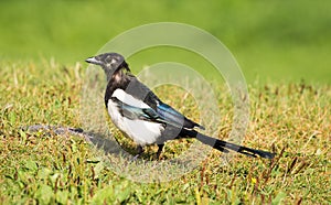 European Magpie pica pica perched on grass.