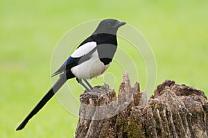 European Magpie (pica pica) photo