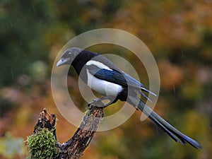 European magpie, Pica pica, sitting in rain