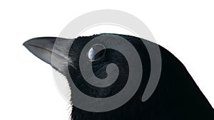 European magpie portrait