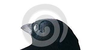 European magpie portrait