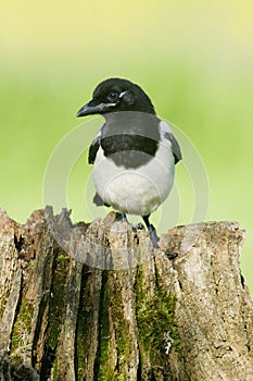 European Magpies (pica pica) perched on tree stump