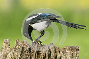 European Magpies (pica pica) perched on tree stump