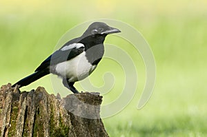 European Magpies (pica pica) perched on tree stump