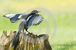 European Magpies (pica pica) perched on tree stump