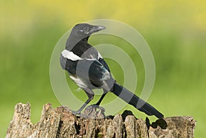 European Magpies (pica pica) perched on tree stump