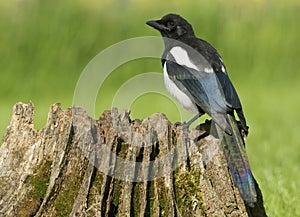 European Magpies (pica pica) perched on tree stump