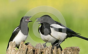 European Magpies (pica pica) on tree stump photo