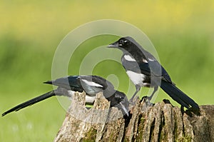 European Magpies (pica pica) on tree stump