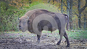 European male bison gazing