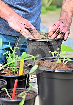 European man planting young sprouts in a flower pot. Outside. Urban gardening. Green fingers.