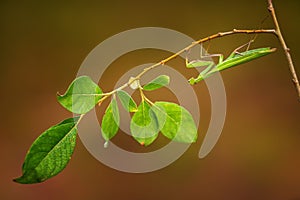 The European mantis also praying mantis is a large hemimetabolic insect in the family of the Mantidae - mantids