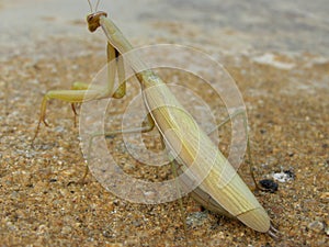 European mantis female