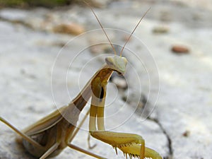 European mantis female portrait