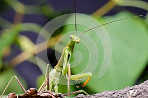 The European mantis Mantis religiosa