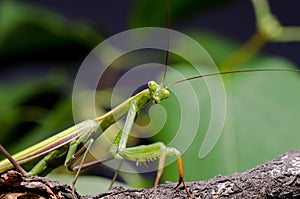 The European mantis Mantis religiosa