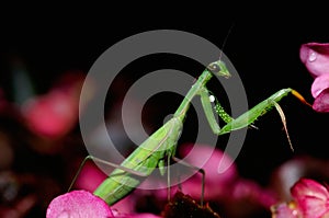 The European mantis Mantis religiosa