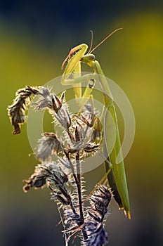 The European mantis, Mantis religiosa, Mantidae `mantids`